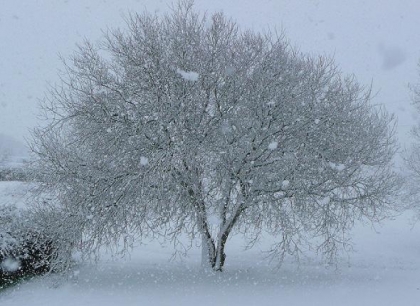 l'arbre en hiver