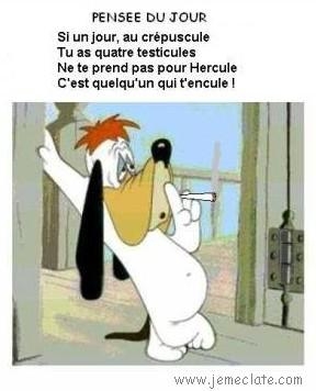 sur les chien est chat