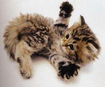 QUI AIME LES CHATS ME SUIVE!!!!!!!!!!!!!!!!!!!!!!!!!!