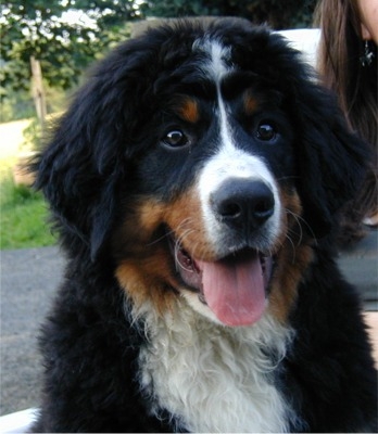 je l'aime il et beau et charmen le chien