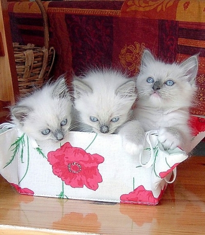 C:\Documents and Settings\Jennifer\Mes documents\Mes images\3chatons.jpg