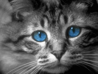 yeux de chat
