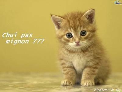 chaton trop trop mignon 