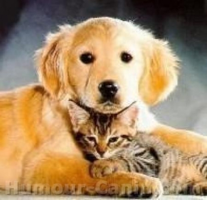 chaton et chien