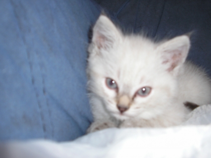 elle et trop belle ma chat