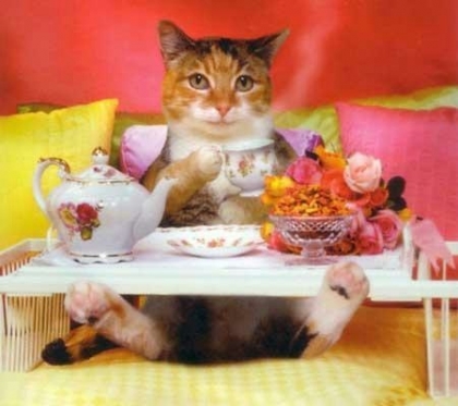 le chat gourmand
