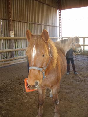 Elle s'appelle Caline avec son plot dans la bouche (MDR)