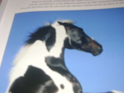 moije suis love d'equit