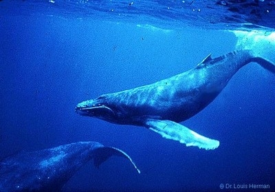 les  baleine