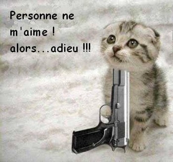 p'tit chaton .........le pauvre 