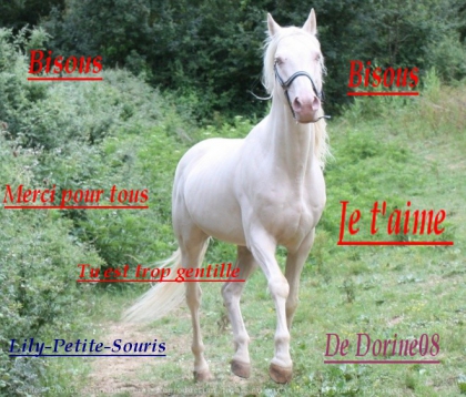 Pour une de mes copine sur equideow