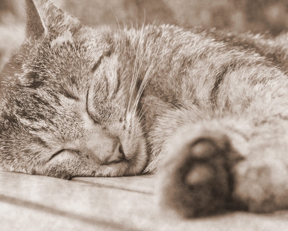 Commandes d'avatars / banniere 