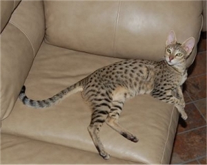 Il sont ancore trop mimi