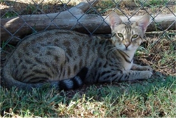 Il est ancore trop mimi