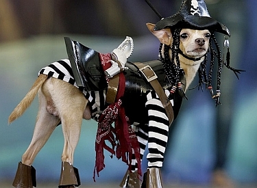 Trop mignon le chien