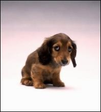 Image drole d'animaux