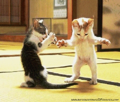 Les chat qui danse