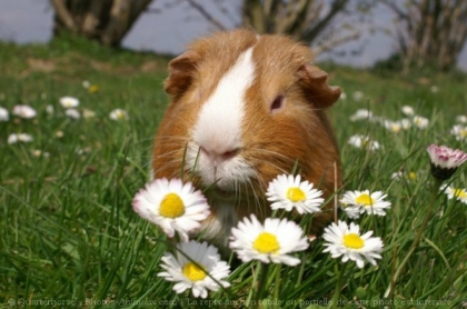 Joli petit cochon d'inde 