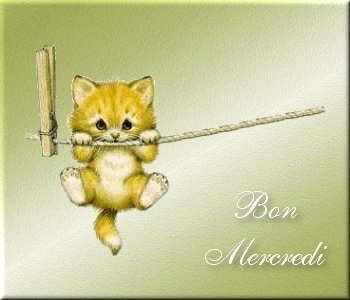 Regard se mignon petit chat et aussi bon mercredi