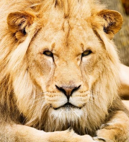 Le beaux lion