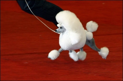 Trop mignon le chien 