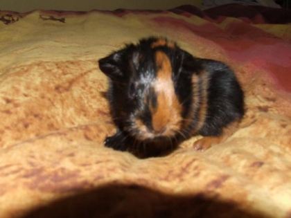 petit bb cochon d'inde