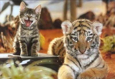 Chat et tigre