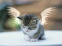 chaton ange
