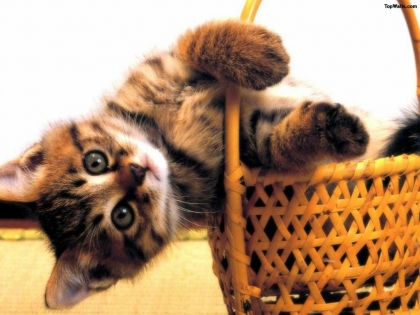 Petit chat sur un panier 