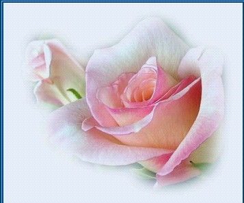 belle fleur pour mes amies