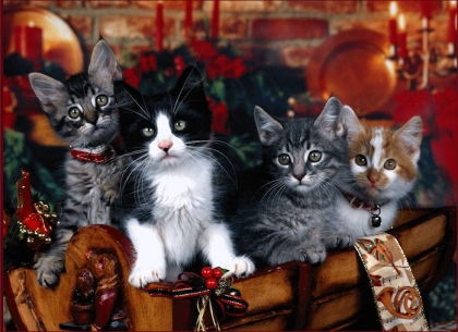 cadeau pour vous ! ! ! ! ! ! !