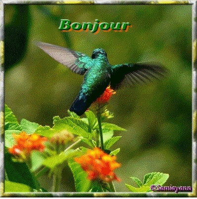 bonjour.....