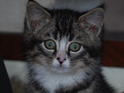 papyrus il et tro   bo lache tes coms