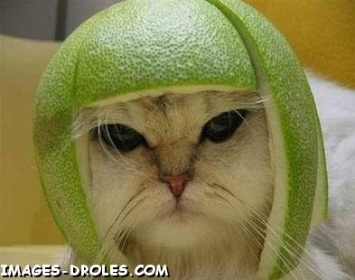 casque chat 