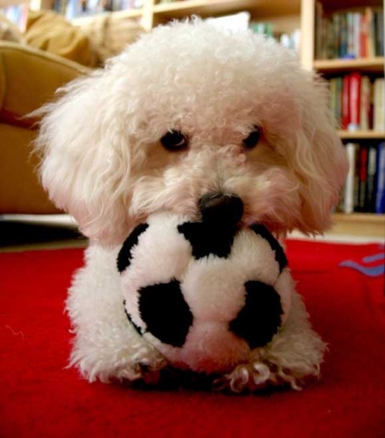 le chien de ma meilleure amie