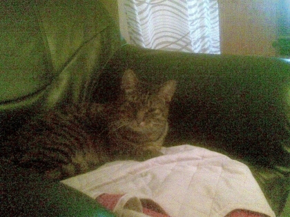 le chat de mon fr�re