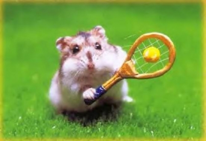 les hamster font du sport