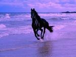 un cheval qui cour dans la mer