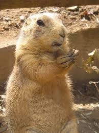 ces animaux trop craquant