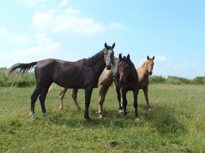 Seller et brider le cheval