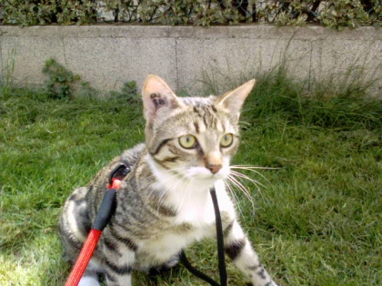 dans mon jardin avec mes chat - photo 2