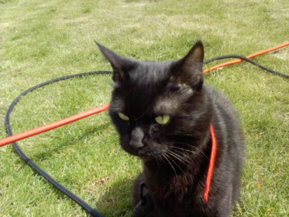 dans mon jardin avec mes chat - photo 3