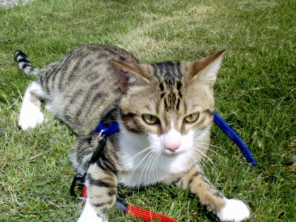 dans mon jardin avec mes chat