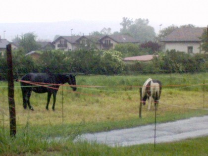 Autre Animaux - photo 2