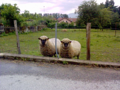 Autre Animaux - photo 3