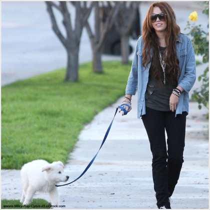 Miley promenant une fois de plus son nouveau chien. Intressant...