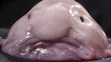 comment trouver vous cette animal 