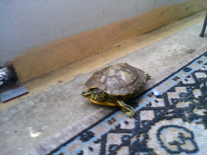 ma tortue