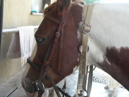 J'adore les chevaux !!