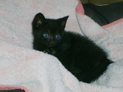 chaton trop mimi petit boutchou